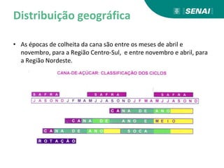 Distribuição geográfica
• As épocas de colheita da cana são entre os meses de abril e
novembro, para a Região Centro-Sul, e entre novembro e abril, para
a Região Nordeste.
 