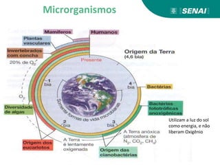 Microrganismos
Utilizam a luz do sol
como energia, e não
liberam Oxigênio
 