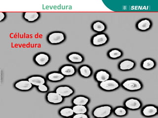 Células de
Levedura
Levedura
 