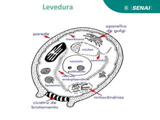 Levedura
 