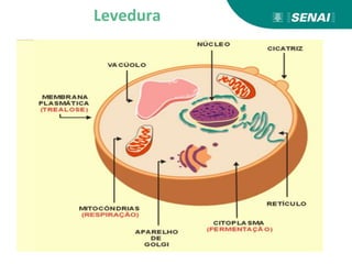 Levedura
 