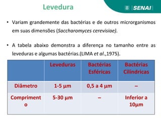 • Variam grandemente das bactérias e de outros microrganismos
em suas dimensões (Saccharomyces cerevisiae).
• A tabela abaixo demonstra a diferença no tamanho entre as
leveduras e algumas bactérias.(LIMA et al.,1975).
Leveduras Bactérias
Esféricas
Bactérias
Cilíndricas
Diâmetro 1-5 μm 0,5 a 4 μm ̶̶
Compriment
o
5-30 μm ̶̶ Inferior a
10μm
Levedura
 