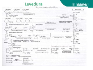 Levedura
 