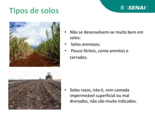 Tipos de solos
• Não se desenvolvem-se muito bem em
solos:
• Solos arenosos;
• Pouco férteis, como arenitos e
cerrados.
• Solos rasos, isto é, com camada
impermeável superficial ou mal
drenados, não são muito indicados.
 
