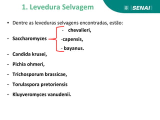 ▪ Dentre as leveduras selvagens encontradas, estão:
- Saccharomyces
- Candida krusei,
- Pichia ohmeri,
- Trichosporum brassicae,
- Torulaspora pretoriensis
- Kluyveromyces vanudenii.
1. Levedura Selvagem
- chevalieri,
-capensis,
- bayanus.
 