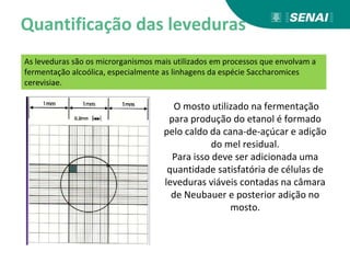 Quantificação das leveduras
As leveduras são os microrganismos mais utilizados em processos que envolvam a
fermentação alcoólica, especialmente as linhagens da espécie Saccharomices
cerevisiae.
O mosto utilizado na fermentação
para produção do etanol é formado
pelo caldo da cana-de-açúcar e adição
do mel residual.
Para isso deve ser adicionada uma
quantidade satisfatória de células de
leveduras viáveis contadas na câmara
de Neubauer e posterior adição no
mosto.
 