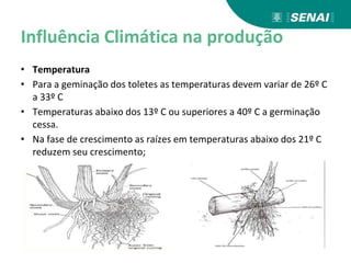Influência Climática na produção
• Temperatura
• Para a geminação dos toletes as temperaturas devem variar de 26º C
a 33º C
• Temperaturas abaixo dos 13º C ou superiores a 40º C a germinação
cessa.
• Na fase de crescimento as raízes em temperaturas abaixo dos 21º C
reduzem seu crescimento;
 