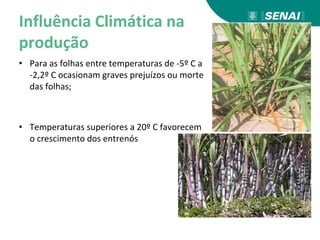 Influência Climática na
produção
• Para as folhas entre temperaturas de -5º C a
-2,2º C ocasionam graves prejuízos ou morte
das folhas;
• Temperaturas superiores a 20º C favorecem
o crescimento dos entrenós
 
