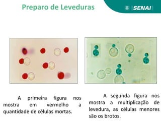 A primeira figura nos
mostra em vermelho a
quantidade de células mortas.
A segunda figura nos
mostra a multiplicação de
levedura, as células menores
são os brotos.
Preparo de Leveduras
 