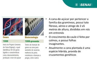 • A cana-de-açúcar por pertencer a
família das gramíneas, possui talo
fibroso, aéreo e atinge de 2 a5
metros de altura, divididos em nós
em entrenós
• O crescimento do caule é feito por
colmos, e possui folhas
invaginantes.
• Atualmente a cana plantada é uma
espécie hibrida, provida de
cruzamentos genéticos
 