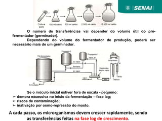 A cada passo, os microrganismos devem crescer rapidamente, sendo
as transferências feitas na fase log de crescimento.
O número de transferências vai depender do volume útil do pré-
fermentador (germinador).
Dependendo do volume do fermentador de produção, poderá ser
necessário mais de um germinador.
Se o inóculo inicial estiver fora de escala - pequeno:
➢ demora excessiva no início da fermentação – fase lag;
➢ riscos de contaminação;
➢ inativação por osmo-repressão do mosto.
 