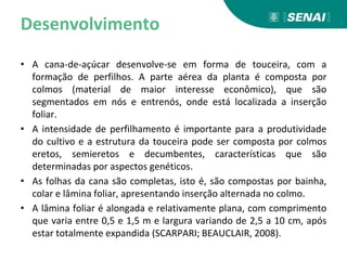 Desenvolvimento
• A cana-de-açúcar desenvolve-se em forma de touceira, com a
formação de perfilhos. A parte aérea da planta é composta por
colmos (material de maior interesse econômico), que são
segmentados em nós e entrenós, onde está localizada a inserção
foliar.
• A intensidade de perfilhamento é importante para a produtividade
do cultivo e a estrutura da touceira pode ser composta por colmos
eretos, semieretos e decumbentes, características que são
determinadas por aspectos genéticos.
• As folhas da cana são completas, isto é, são compostas por bainha,
colar e lâmina foliar, apresentando inserção alternada no colmo.
• A lâmina foliar é alongada e relativamente plana, com comprimento
que varia entre 0,5 e 1,5 m e largura variando de 2,5 a 10 cm, após
estar totalmente expandida (SCARPARI; BEAUCLAIR, 2008).
 