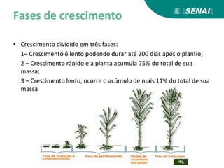 Fases de crescimento
• Crescimento dividido em três fases:
1– Crescimento é lento podendo durar até 200 dias após o plantio;
2 – Crescimento rápido e a planta acumula 75% do total de sua
massa;
3 – Crescimento lento, ocorre o acúmulo de mais 11% do total de sua
massa
 