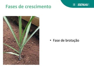 Fases de crescimento
• Fase de brotação
 