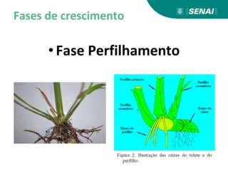 Fases de crescimento
•Fase Perfilhamento
 