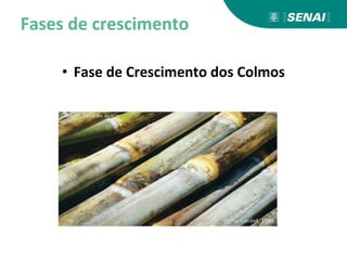 Fases de crescimento
• Fase de Crescimento dos Colmos
 