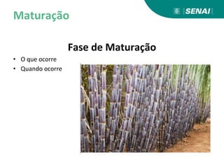 Maturação
Fase de Maturação
• O que ocorre
• Quando ocorre
 