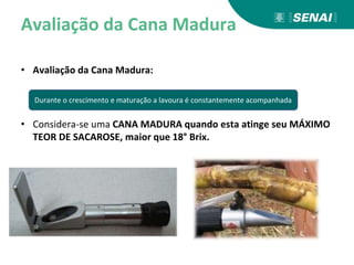 Avaliação da Cana Madura
• Avaliação da Cana Madura:
• Considera-se uma CANA MADURA quando esta atinge seu MÁXIMO
TEOR DE SACAROSE, maior que 18° Brix.
Durante o crescimento e maturação a lavoura é constantemente acompanhada
 