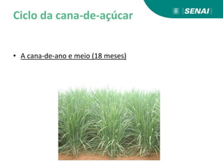 Ciclo da cana-de-açúcar
• A cana-de-ano e meio (18 meses)
 