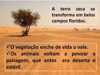 O vegetação enche de vida o vale.
Os animais voltam a povoar a
paisagem, que antes era deserta e
estéril.
A terra seca se
transforma em belos
campos floridos.
 
