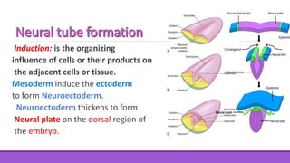 Neuroectoderm Development A story about you (Embryology part 1) | PPTX