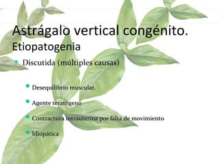 Astrágalo vertical congénito. Etiopatogenia Discutida (múltiples causas)   Desequilibrio muscular.  Agente teratógeno   Contractura intrauterina por falta de movimiento  Idiopática  