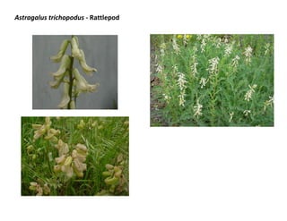 Astragalus trichopodus - Rattlepod

 