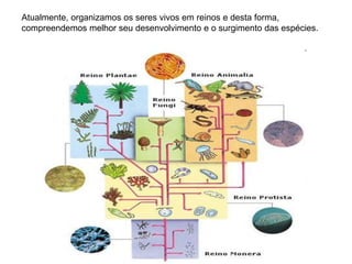 Atualmente, organizamos os seres vivos em reinos e desta forma,
compreendemos melhor seu desenvolvimento e o surgimento das espécies.
 