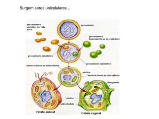 Surgem seres unicelulares...
 