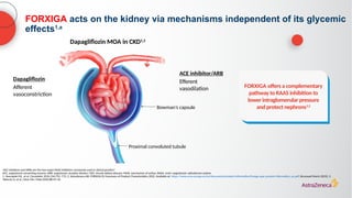 FORXIGA acts on the kidney via mechanisms independent of its glycemic
effects1,a
a
ACE inhibitors and ARBs are the two major RAAS inhibitors commonly used in clinical practice3
ACE, angiotensin-converting enzyme; ARB, angiotensin receptor blocker; CKD, chronic kidney disease; MOA, mechanism of action; RAAS, renin–angiotensin–aldosterone system
1. Heerspink HJL, et al. Circulation 2016;134:752–772; 2. AstraZeneca AB. FORXIGA EU Summary of Product Characteristics 2022. Available at: https://www.ema.europa.eu/en/documents/product-information/forxiga-epar-product-information_en.pdf (Accessed March 2023); 3.
Taliercio JJ, et al. Cleve Clin J Med 2020;88:59–63
FORXIGA offers a complementary
pathway to RAAS inhibition to
lower intraglomerular pressure
and protect nephrons1,2
Dapagliflozin
Afferent
vasoconstriction
ACE inhibitor/ARB
Efferent
vasodilation
Bowman’s capsule
Proximal convoluted tubule
Dapagliflozin MOA in CKD1,2
 