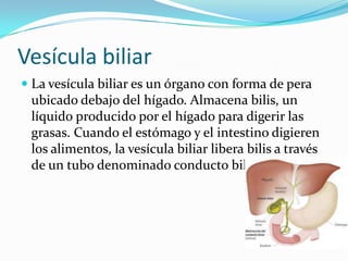 Vesícula biliar
 La vesícula biliar es un órgano con forma de pera
  ubicado debajo del hígado. Almacena bilis, un
  líquido producido por el hígado para digerir las
  grasas. Cuando el estómago y el intestino digieren
 los alimentos, la vesícula biliar libera bilis a través
 de un tubo denominado conducto biliar común.
 