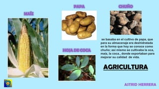 AGRICULTURA
ASTRID HERRERA
se basaba en el cultivo de papa, que
para su almacenaje era deshidratada
en la forma que hoy se conoce como
chuño; así mismo se cultivaba la oca,
maíz, la coca., donde exportaban para
mejorar su calidad de vida.
 