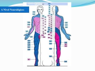 A Nivel Neurológico:
 