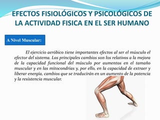 EFECTOS FISIOLÓGICOS Y PSICOLÓGICOS DE
LA ACTIVIDAD FISICA EN EL SER HUMANO
El ejercicio aeróbico tiene importantes efectos al ser el músculo el
efector del sistema. Los principales cambios son los relativos a la mejora
de la capacidad funcional del músculo por aumentos en el tamaño
muscular y en las mitocondrias y, por ello, en la capacidad de extraer y
liberar energía, cambios que se traducirán en un aumento de la potencia
y la resistencia muscular.
A Nivel Muscular:
 