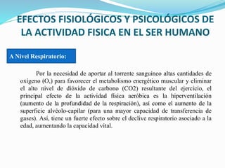 EFECTOS FISIOLÓGICOS Y PSICOLÓGICOS DE
LA ACTIVIDAD FISICA EN EL SER HUMANO
Por la necesidad de aportar al torrente sanguíneo altas cantidades de
oxígeno (O,) para favorecer el metabolismo energético muscular y eliminar
el alto nivel de dióxido de carbono (CO2) resultante del ejercicio, el
principal efecto de la actividad física aeróbica es la hiperventilación
(aumento de la profundidad de la respiración), así como el aumento de la
superficie alvéolo-capilar (para una mayor capacidad de transferencia de
gases). Así, tiene un fuerte efecto sobre el declive respiratorio asociado a la
edad, aumentando la capacidad vital.
A Nivel Respiratorio:
 
