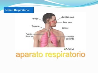 A Nivel Respiratorio:
 