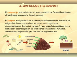 El compostaje pretende imitar el proceso natural de formación de humus,
obteniéndose un producto llamado compost.
El compost es el producto de la descomposición aerobia (en presencia de
oxígeno) de la materia orgánica hecha por microorganismos
descomponedores (bacterias, hongos…) y por pequeños organismos (como
lombrices y escarabajos) en las condiciones adecuadas de humedad,
temperatura, oxigenación, pH, cantidad de organismos etc.
EL COMPOSTAJE Y EL COMPOST
 