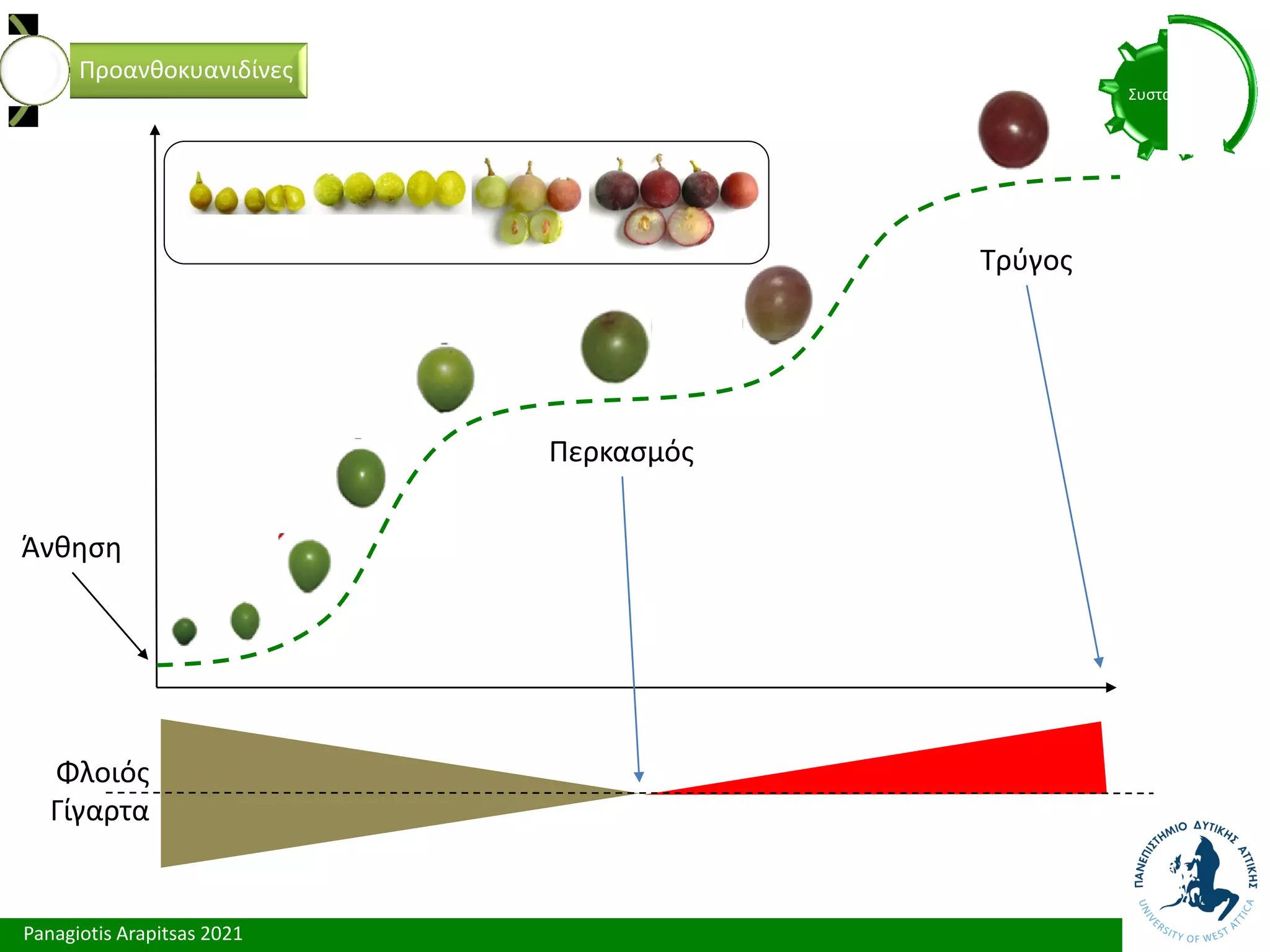 Panagiotis Arapitsas 2021
Συστατικά
Προανθοκυανιδίνες
Άνθηση
Περκασμός
Τρύγος
Φλοιός
Γίγαρτα
 