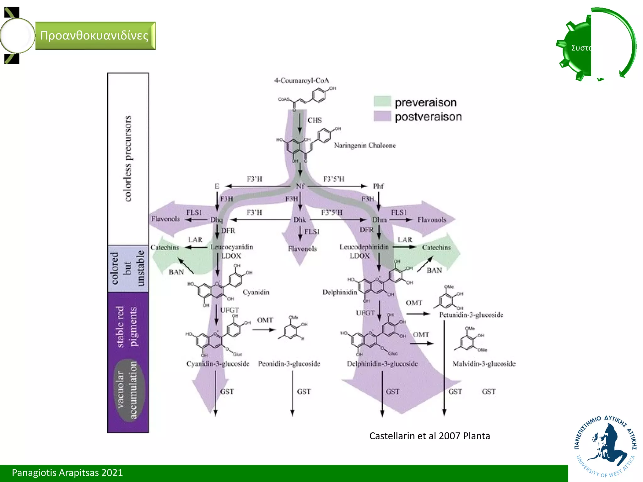 Panagiotis Arapitsas 2021
Συστατικά
Προανθοκυανιδίνες
Castellarin et al 2007 Planta
 
