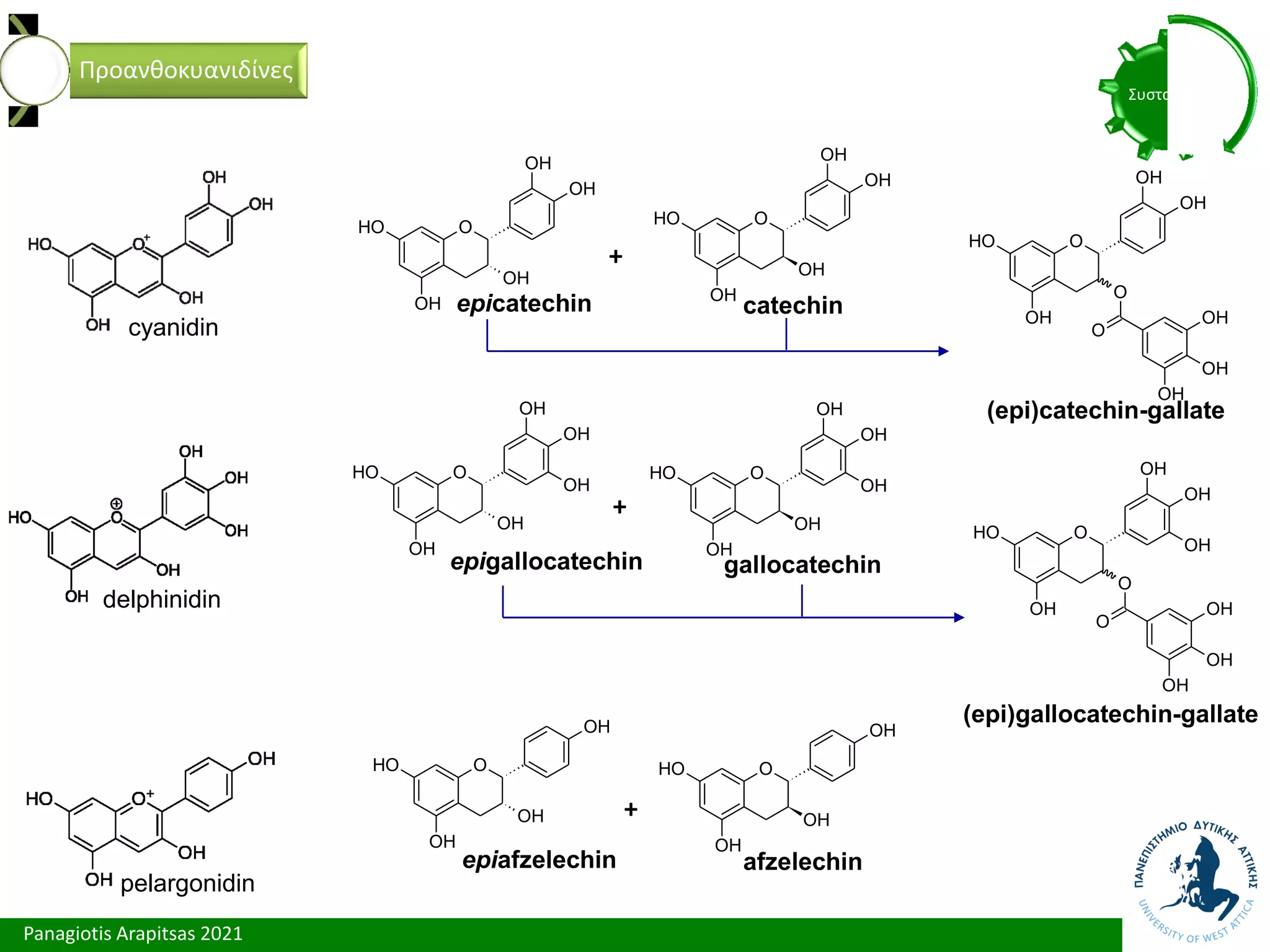 Panagiotis Arapitsas 2021
Συστατικά
Προανθοκυανιδίνες
cyanidin
delphinidin
pelargonidin
O
O
H
OH
OH
OH
OH
O
O
H
OH
OH
OH
OH
O
O
H
OH
OH
OH
OH
OH
O
O
H
OH
OH
OH
OH
OH
O
O
H
OH
OH
OH
O
O
H
OH
OH
OH
+
+
+
epicatechin catechin
epigallocatechin gallocatechin
epiafzelechin afzelechin
O
O
H
OH
O
OH
O
OH
OH
OH
OH
O
O
H
OH
O
OH
O
OH
OH
OH
OH
OH
(epi)catechin-gallate
(epi)gallocatechin-gallate
 