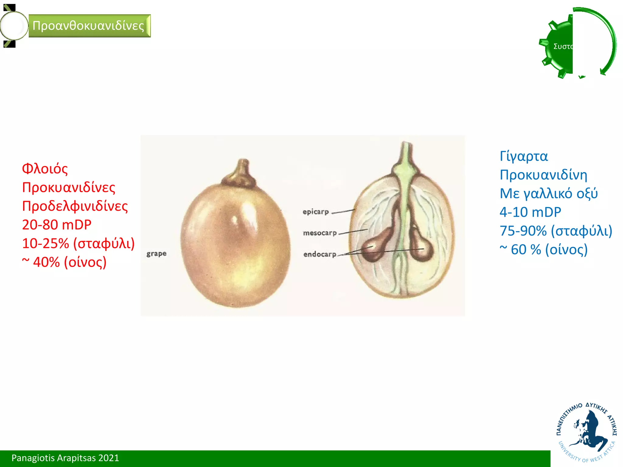 Panagiotis Arapitsas 2021
Συστατικά
Προανθοκυανιδίνες
Γίγαρτα
Προκυανιδίνη
Με γαλλικό οξύ
4-10 mDP
75-90% (σταφύλι)
~ 60 % (οίνος)
Φλοιός
Προκυανιδίνες
Προδελφινιδίνες
20-80 mDP
10-25% (σταφύλι)
~ 40% (οίνος)
 
