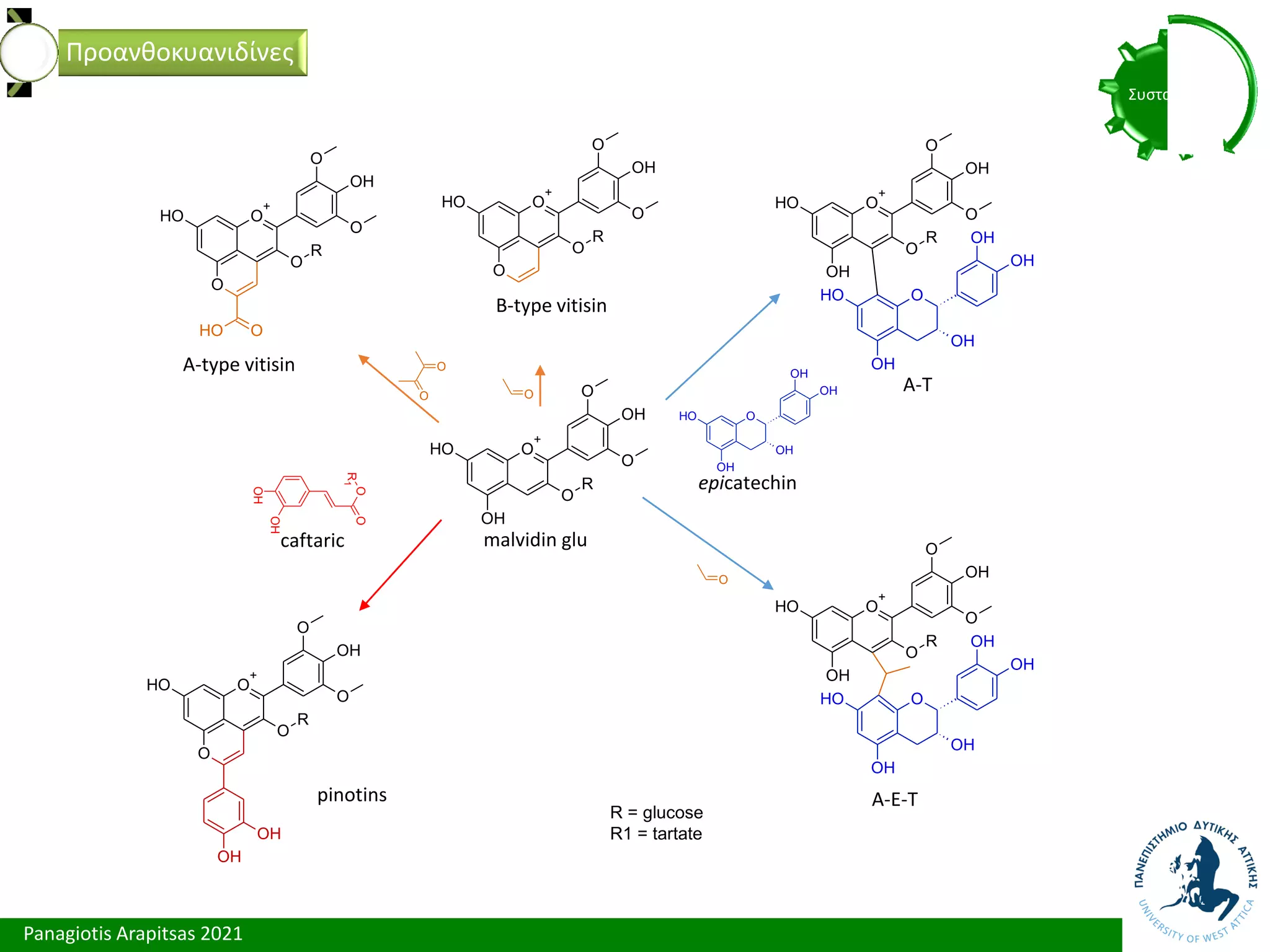 Panagiotis Arapitsas 2021
Συστατικά
Προανθοκυανιδίνες
epicatechin
malvidin glu
caftaric
A-E-T
A-T
A-type vitisin
B-type vitisin
pinotins
O
+
O
O
H
OH
O
OH
O
R
O
+
O
O
H
O
OH
O
R
O
OH
OH
O
+
O
O
H
O
OH
O
R
O
O
+
O
O
H
O
OH
O
R
O
O
O
H
O
O
OH
O
H
OH
OH
OH
O
+
O
O
H
OH
O
OH
O
R
O
OH
O
H
OH
OH
OH
O
+
O
O
H
OH
O
OH
O
R
O
OH
O
H
OH
OH
OH
O
O
O
OH
OH
O
O
R
1
R = glucose
R1 = tartate
 