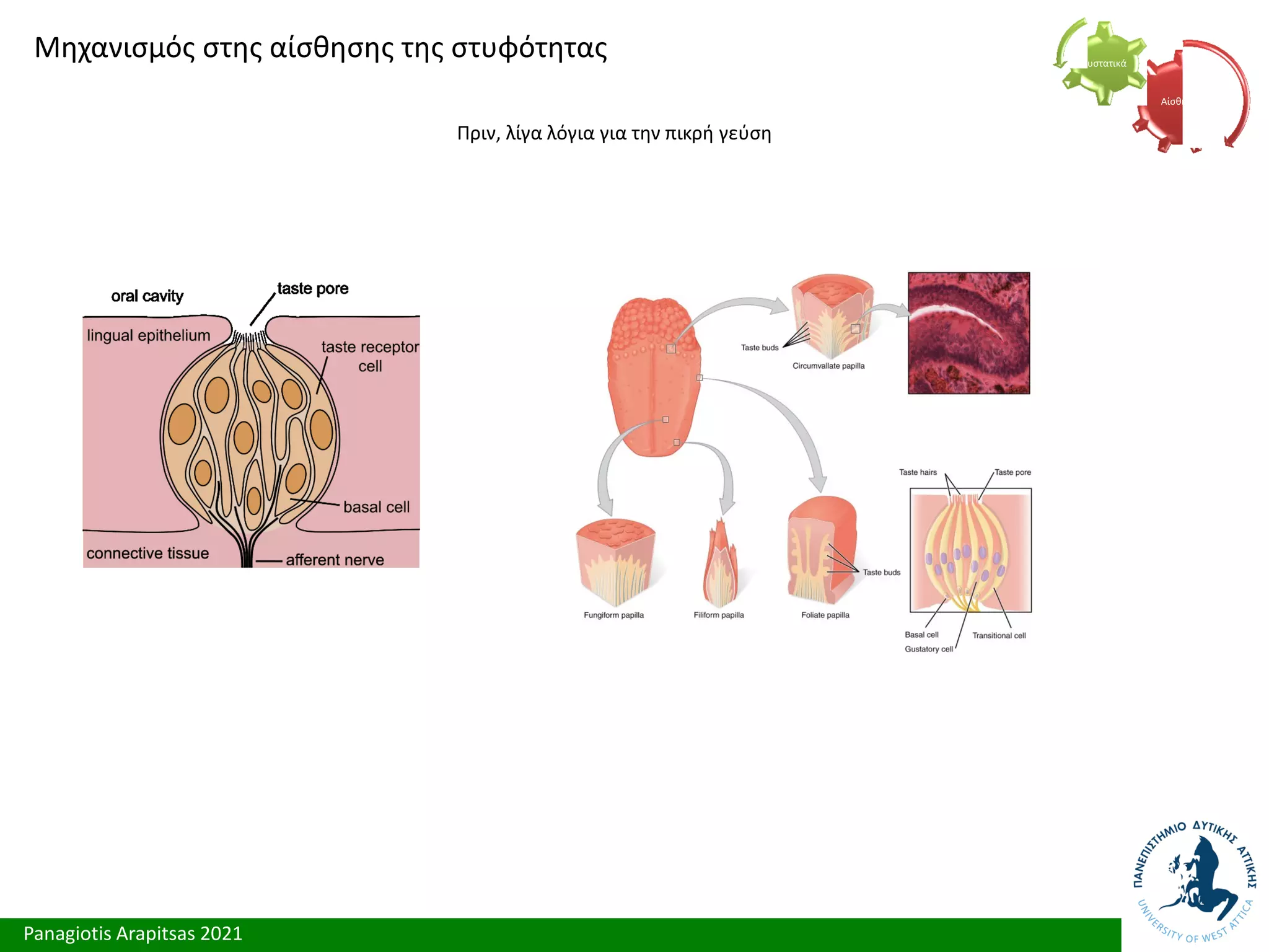 Panagiotis Arapitsas 2021
Μηχανισμός στης αίσθησης της στυφότητας
Πριν, λίγα λόγια για την πικρή γεύση
Αίσθηση
Συστατικά
 