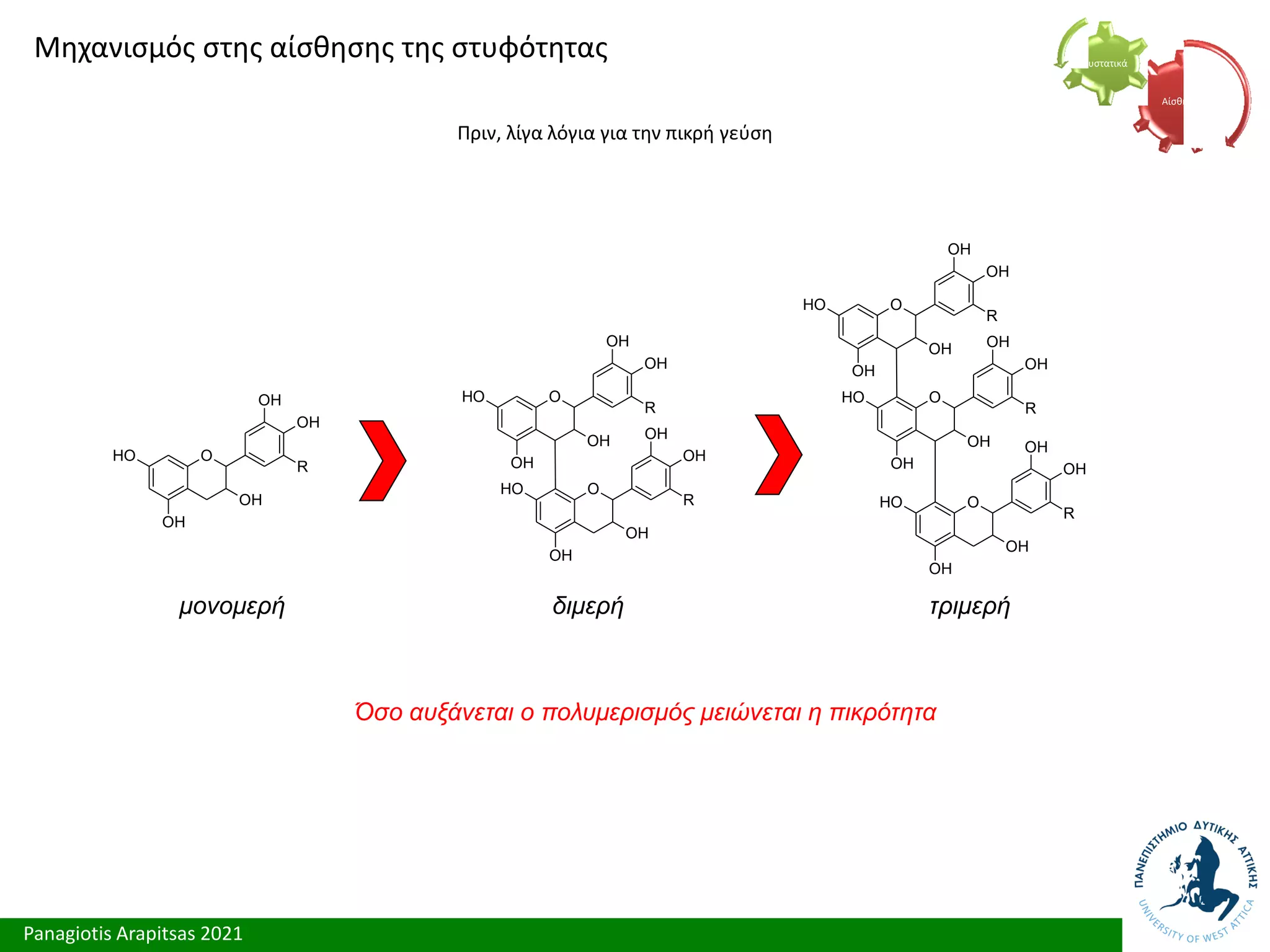 Panagiotis Arapitsas 2021
Μηχανισμός στης αίσθησης της στυφότητας
Πριν, λίγα λόγια για την πικρή γεύση
Αίσθηση
Συστατικά
μονομερή
Όσο αυξάνεται ο πολυμερισμός μειώνεται η πικρότητα
O
O
H
OH
OH
OH
O
O
H
OH
OH
OH
OH
OH
R
R
O
O
H
OH
OH
OH
OH
R
O
O
H
OH
OH
OH
O
O
H
OH
OH
OH
OH
OH
R
R
O
O
H
OH
OH
OH
OH
R
διμερή τριμερή
 