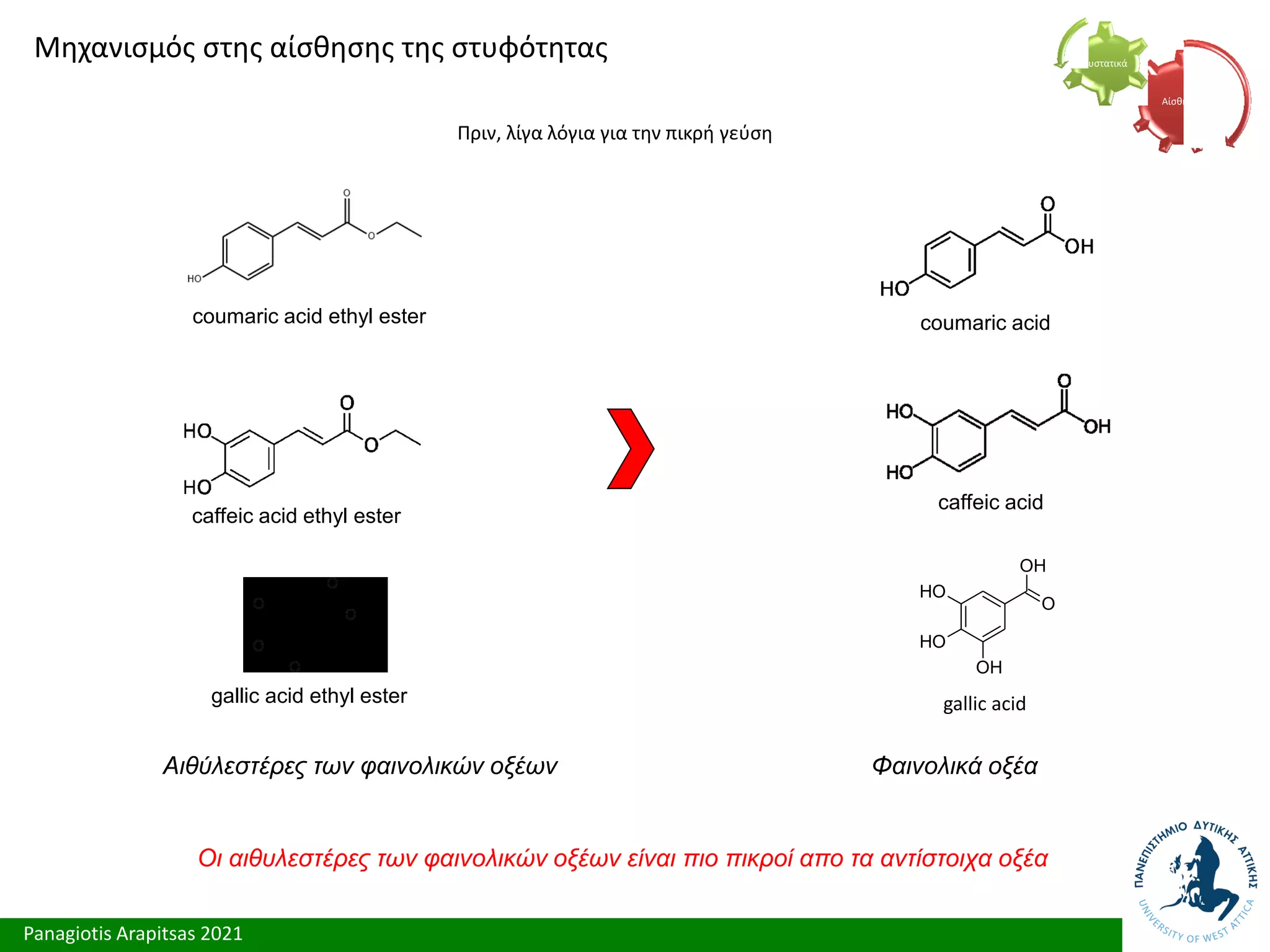 Panagiotis Arapitsas 2021
Μηχανισμός στης αίσθησης της στυφότητας
Πριν, λίγα λόγια για την πικρή γεύση
Αίσθηση
Συστατικά
Οι αιθυλεστέρες των φαινολικών οξέων είναι πιο πικροί απο τα αντίστοιχα οξέα
Φαινολικά οξέα
O
OH
O
H
OH
O
H
gallic acid
coumaric acid
caffeic acid
coumaric acid ethyl ester
caffeic acid ethyl ester
gallic acid ethyl ester
Αιθύλεστέρες των φαινολικών οξέων
 