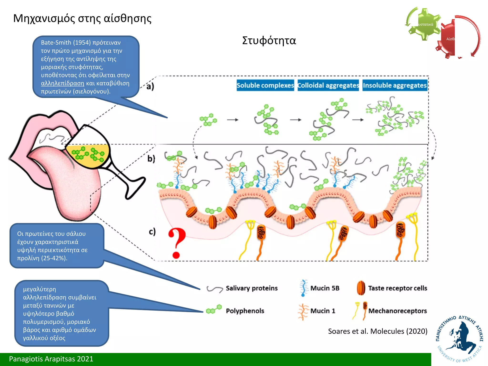 Panagiotis Arapitsas 2021
Μηχανισμός στης αίσθησης
Στυφότητα Αίσθηση
Συστατικά
Soares et al. Molecules (2020)
Bate-Smith (1954) πρότειναν
τον πρώτο μηχανισμό για την
εξήγηση της αντίληψης της
μοριακής στυφότητας,
υποθέτοντας ότι οφείλεται στην
αλληλεπίδραση και καταβύθιση
πρωτεϊνών (σιελογόνου).
Οι πρωτείνες του σάλιου
έχουν χαρακτηριστικά
υψηλή περιεκτικότητα σε
προλίνη (25-42%).
μεγαλύτερη
αλληλεπίδραση συμβαίνει
μεταξύ τανινών με
υψηλότερο βαθμό
πολυμερισμού, μοριακό
βάρος και αριθμό ομάδων
γαλλικού οξέος
 