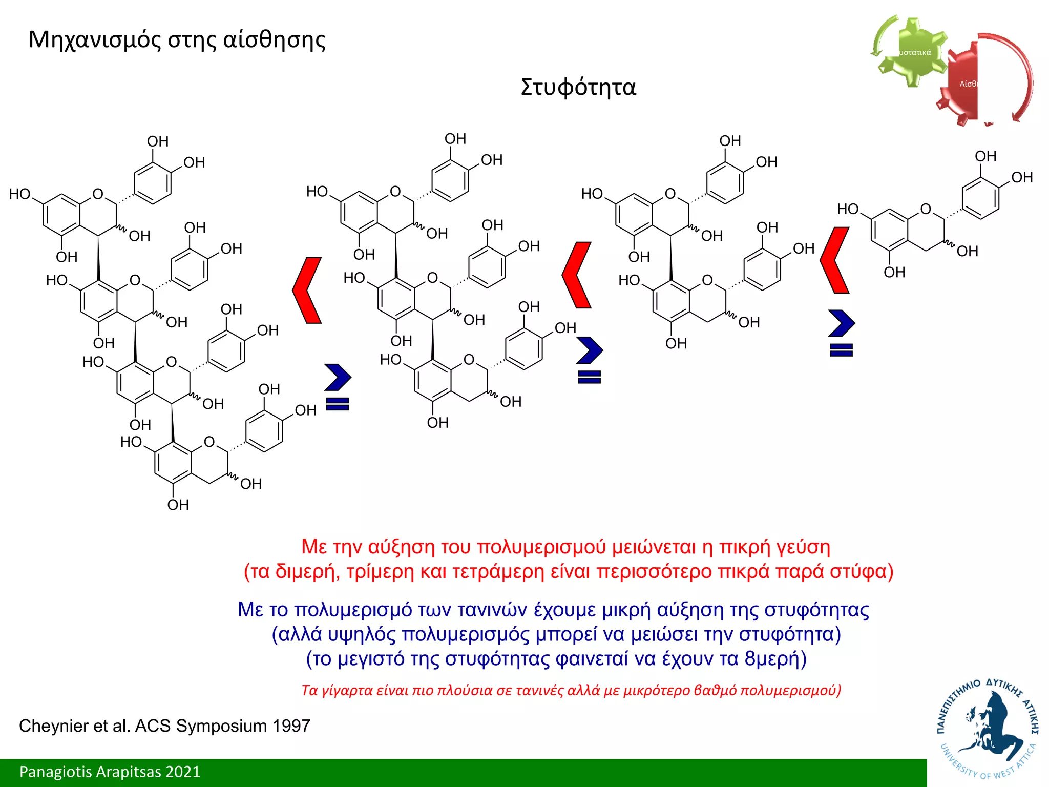 Panagiotis Arapitsas 2021
Με την αύξηση του πολυμερισμού μειώνεται η πικρή γεύση
(τα διμερή, τρίμερη και τετράμερη είναι περισσότερο πικρά παρά στύφα)
Με το πολυμερισμό των τανινών έχουμε μικρή αύξηση της στυφότητας
(αλλά υψηλός πολυμερισμός μπορεί να μειώσει την στυφότητα)
(το μεγιστό της στυφότητας φαινεταί να έχουν τα 8μερή)
Cheynier et al. ACS Symposium 1997
O
O
H
OH
OH
OH
OH
O
O
H
OH
OH
OH
OH
O
O
H
OH
OH
OH
OH
O
O
H
OH
OH
OH
OH
O
O
H
OH
OH
OH
OH
O
O
H
OH
OH
OH
OH
O
O
H
OH
OH
OH
OH
O
O
H
OH
OH
OH
OH
O
O
H
OH
OH
OH
OH
O
O
H
OH
OH
OH
OH
Τα γίγαρτα είναι πιο πλούσια σε τανινές αλλά με μικρότερο βαθμό πολυμερισμού)
Μηχανισμός στης αίσθησης
Στυφότητα Αίσθηση
Συστατικά
 