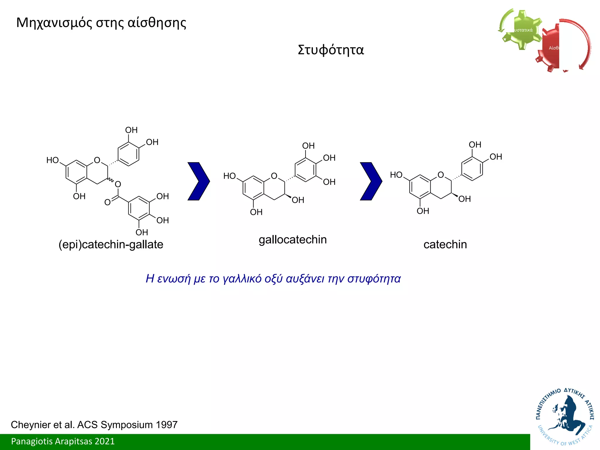 Panagiotis Arapitsas 2021
O
O
H
OH
OH
OH
OH
OH
gallocatechin
O
O
H
OH
O
OH
O
OH
OH
OH
OH
(epi)catechin-gallate
O
O
H
OH
OH
OH
OH
catechin
Η ενωσή με το γαλλικό οξύ αυξάνει την στυφότητα
Cheynier et al. ACS Symposium 1997
Μηχανισμός στης αίσθησης
Στυφότητα Αίσθηση
Συστατικά
 
