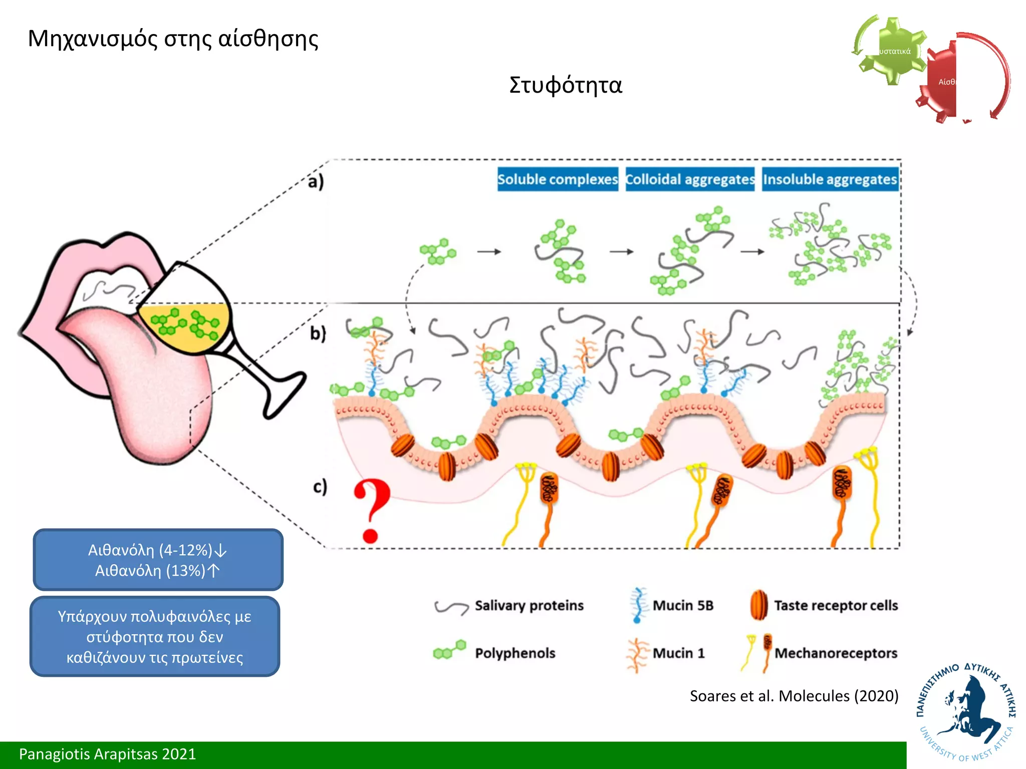 Panagiotis Arapitsas 2021
Μηχανισμός στης αίσθησης
Στυφότητα Αίσθηση
Συστατικά
Soares et al. Molecules (2020)
Αιθανόλη (4-12%)↓
Αιθανόλη (13%)↑
Υπάρχουν πολυφαινόλες με
στύφοτητα που δεν
καθιζάνουν τις πρωτείνες
 