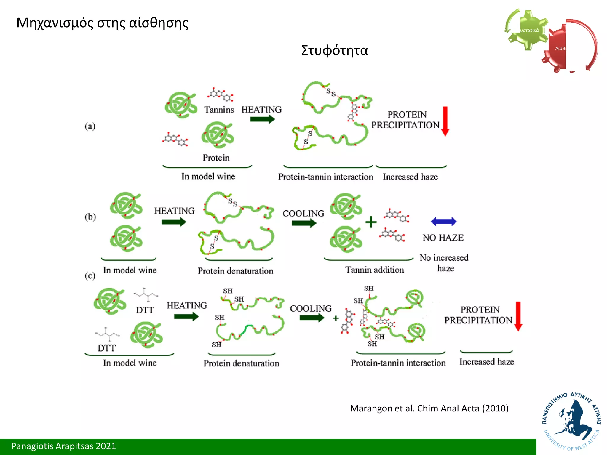 Panagiotis Arapitsas 2021
Μηχανισμός στης αίσθησης
Στυφότητα Αίσθηση
Συστατικά
Marangon et al. Chim Anal Acta (2010)
 